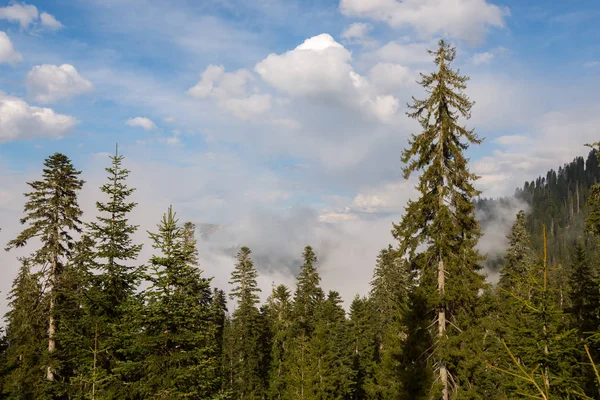 Plavat mraky lpí na vrcholky stromů — Stock fotografie