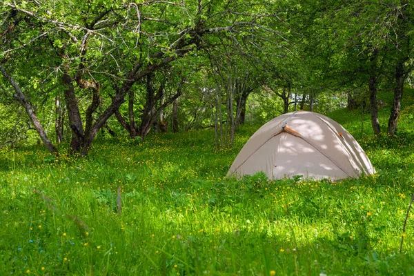 무성 한 잔디 중 숲에 그림 같은 텐트 — 스톡 사진