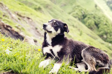 Alpin Çayır köpeği hayal