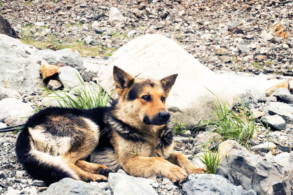 Dog traveler  is resting on camp in the mountains