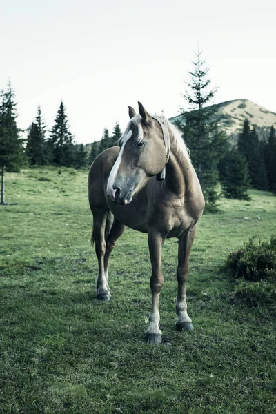 말, 꿈, 서 산 목장에서 — 스톡 사진