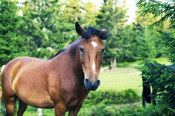 Portret van een paard met een vloeiende manen — Stockfoto