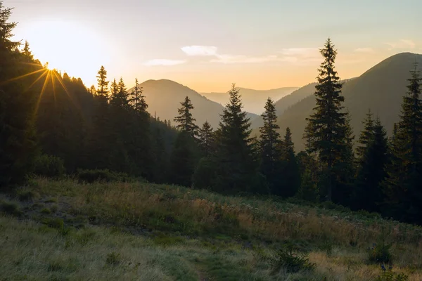 Ladin ağaçlarında büyük bir dağ çayır arkasında güneş oturur