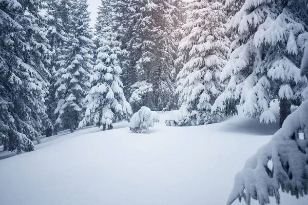 Derin karla kaplı dağ çayır