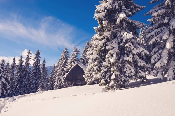 Eski ahşap barınak karla kaplı