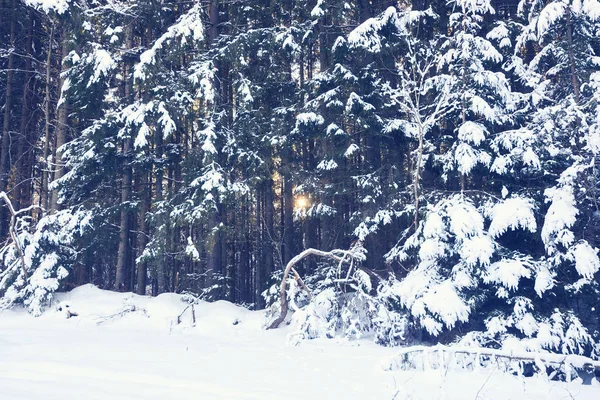 Sık çam ormanı ile güneş parlıyor