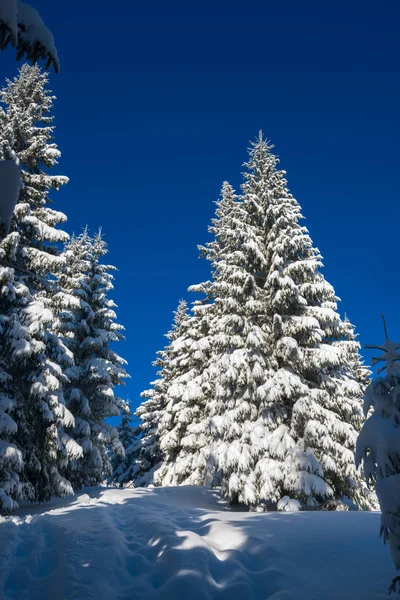 Riesige Tannenbäume mit Schnee bedeckt Stockbild