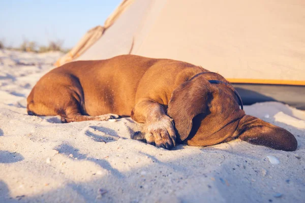 Lustiger kleiner Hund, der seine Schnauze mit der Pfote schließt, schläft süß — Stockfoto