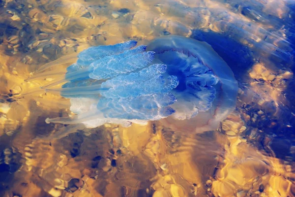Большая разноцветная медуза — стоковое фото