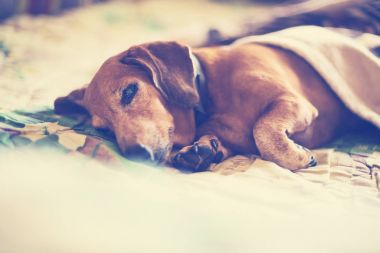 Kahverengi küçük köpek yatağın battaniyenin altına yatıyor