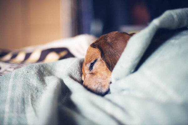 Muzzle of funny small dog — Stock Photo, Image
