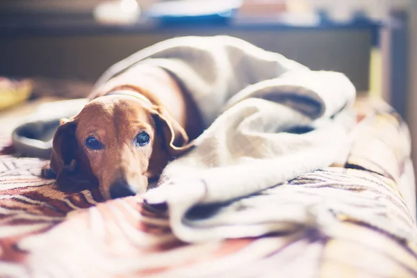 Uykulu küçük köpek bir yatakta portresi 