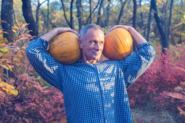 Happy man is holding two huge pumpkins on his shoulders — Stock Photo, Image