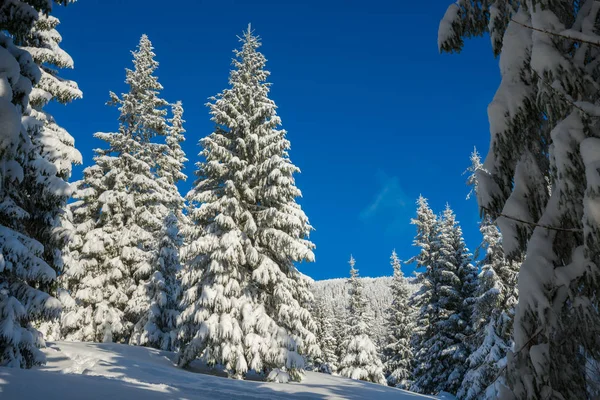 Огромные ели, покрытые снегом — стоковое фото