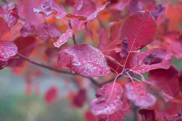 Zweig mit leuchtend roten Herbstblättern — Stockfoto