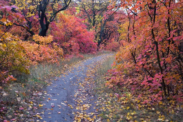 Zdumiewający road w jesień magiczny las — Zdjęcie stockowe
