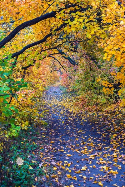 Naturalnego tunelu żółte liście — Zdjęcie stockowe
