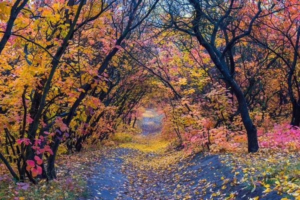 Magiczny tunel naturalny jasny liści wielobarwny — Zdjęcie stockowe