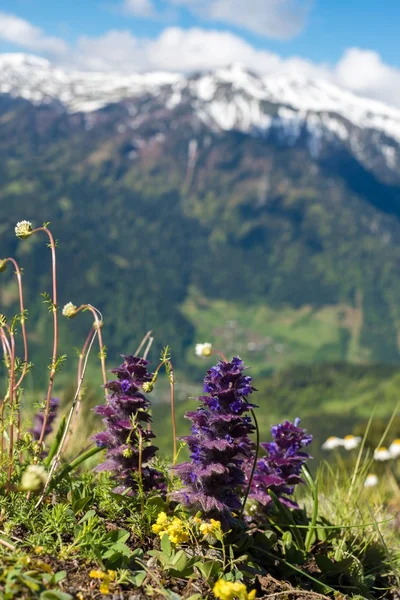 Красочные полевые цветы, цветущие на горном лугу — стоковое фото
