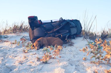 Yorgun komik köpek, sahilde bırakır