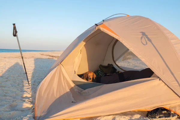 Cão engraçado pequeno, espreitando, espreitando para fora da tenda — Fotografia de Stock
