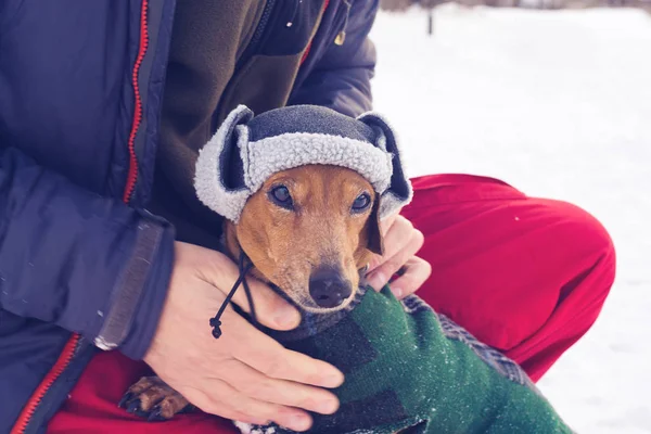 Portret van de kleine hond, dragen in een grappige winter hoed — Stockfoto