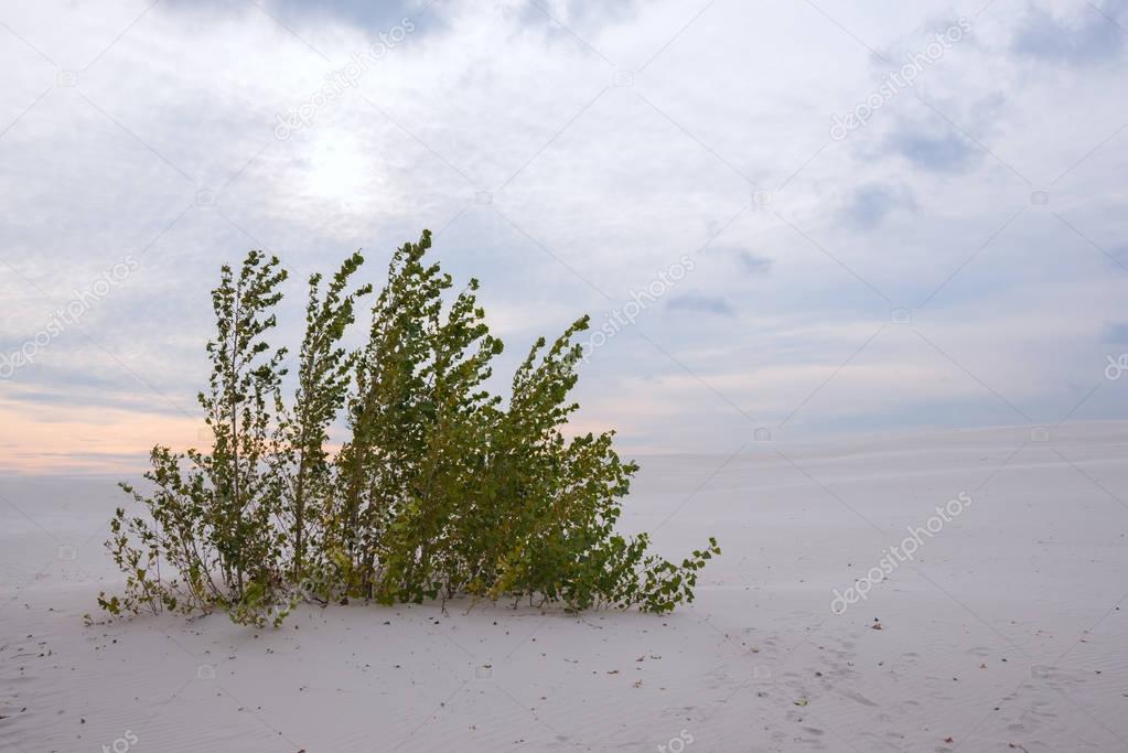 Green bush among the sand dunes