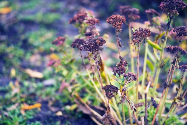 Withered flowers of a sedum rocky on a violet blurred background