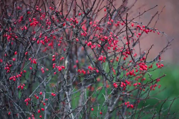 Bunte rote Beeren der Berberitze auf kahlen dornigen Zweigen — Stockfoto
