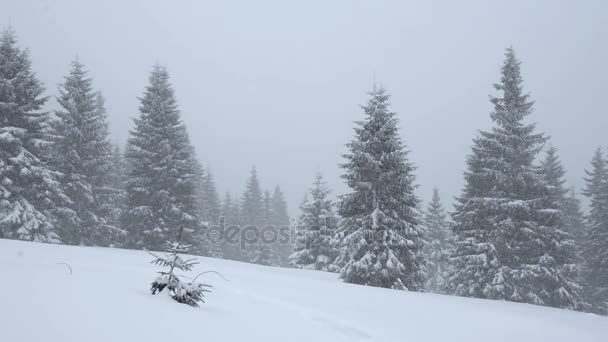 強い降雪山で巨大なトウヒの木の中で 灰色の空から雪が降っています 荒野の自然 — ストック動画