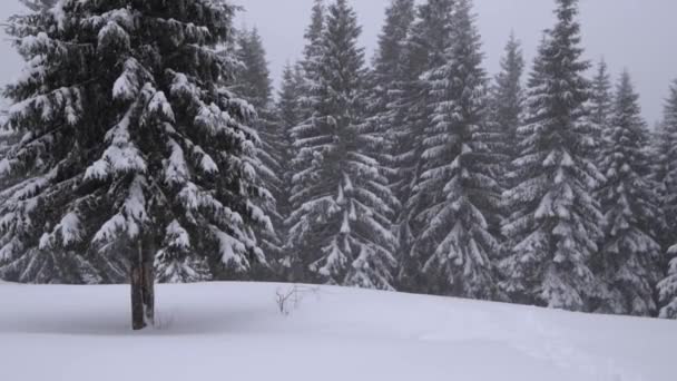 高山上的降雪 雪从灰色的天空中飘落 在巨大的云杉树之中 荒野中的大自然 — 图库视频影像