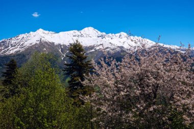 Bir montains Yabani kiraz çiçeklenme