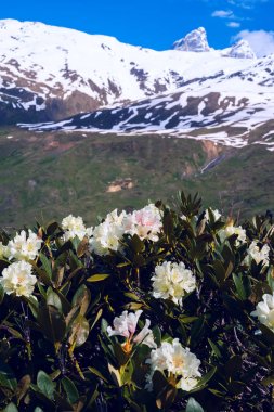 Flowering white rhododendrons in the mountains clipart
