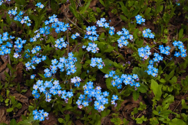 Blue wildflowers - forget-me-nots, among the juicy green grass — Stock Photo, Image