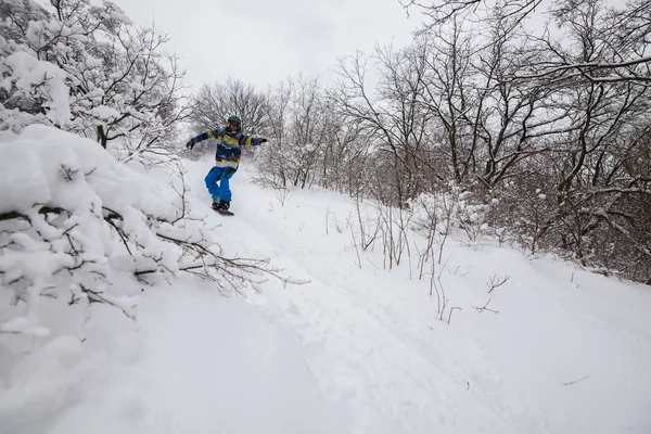 Snowboardåkare Rider snabbt bland snöklädda träd och buskar — Stockfoto