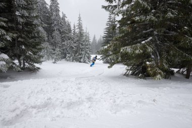 Snowboard yokuş aşağı büyük karla kaplı çam ağaçları arasında rides