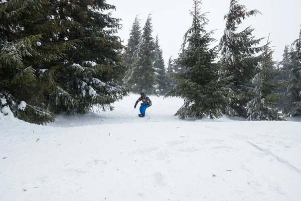 Paseos snowboarder en medio de enormes abetos cubiertos de nieve —  Fotos de Stock