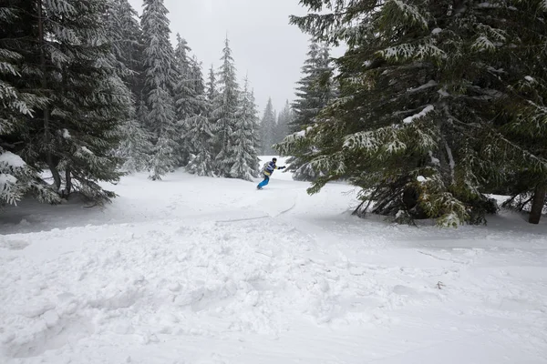 Snowboarder cabalga cuesta abajo entre enormes abetos cubiertos de nieve —  Fotos de Stock