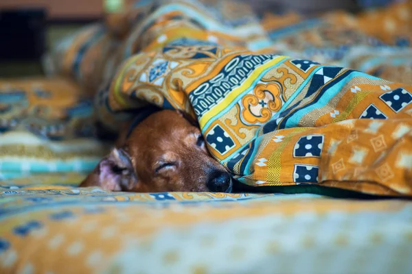 Funny small dog is sleeping sweetly on the couch