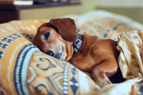 Komik küçük köpek yalanlar üzerine bir yastık 