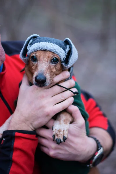 Retrato de un pequeño perro divertido Imágenes de stock libres de derechos