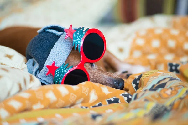 Sleeping funny dog in carnival sunglasses lies on the couch