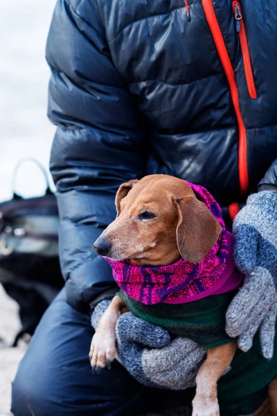 Portret van oude grappige hond in de handen van de eigenaar — Stockfoto