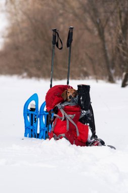 Komik küçük köpek kış ormandaki bir uzun yürüyüşe çıkan kimse'nın sırt çantası içinde rahatlatır