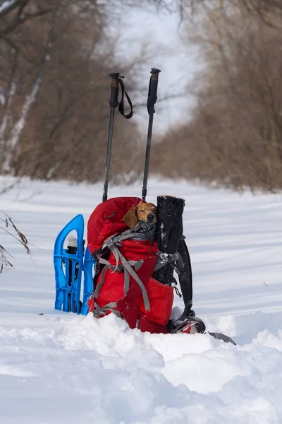Funny small dog sleeps in a hiker\'s backpack on a camp
