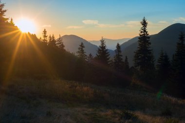 Büyük çam ağaçlarının ayar güneş ışınları aydınlatmak