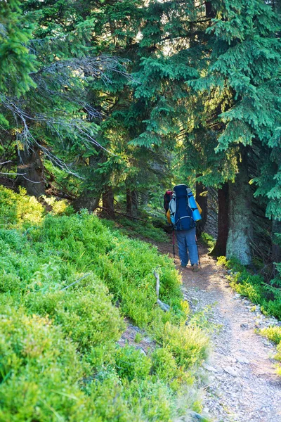 Viajantes com mochila grande estão andando entre os pinheiros enormes — Fotografia de Stock
