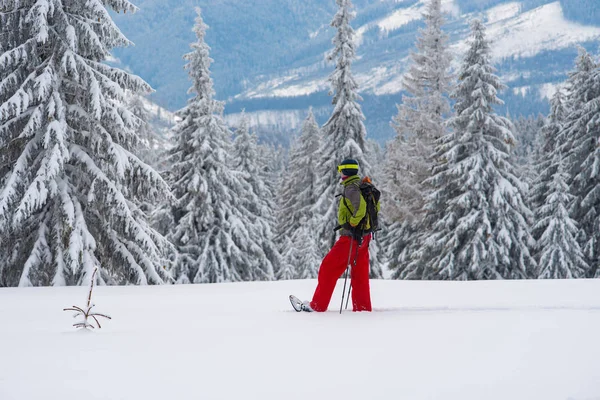 Soñando aventurero en raquetas de nieve se encuentra entre enormes pinos —  Fotos de Stock