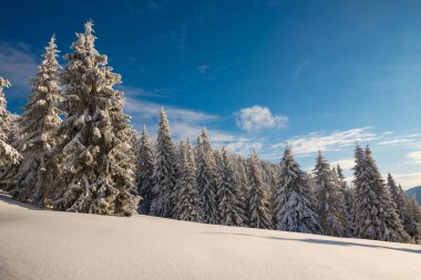 Mavi gökyüzünün altında kar ile kaplı büyük çam ağaçları