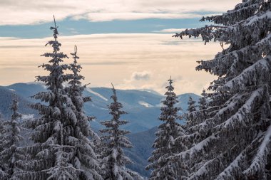 Ormanlık hil arka plan üzerinde kar ile kaplı büyük çam ağaçları